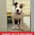 BARCS Dog Out of Space