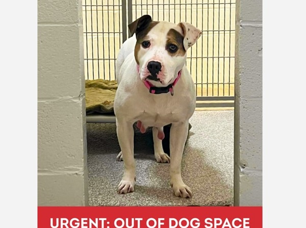 BARCS Dog Out of Space