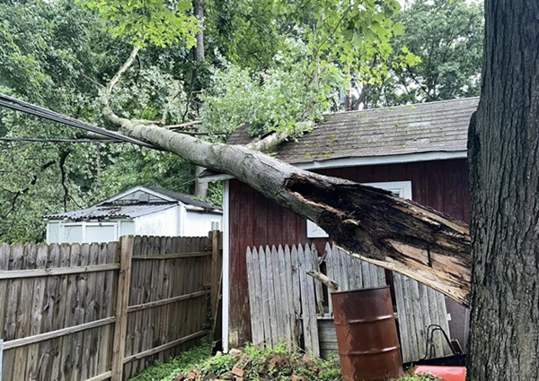 Joppa Lightning Strike Tree Power Lines 20240627