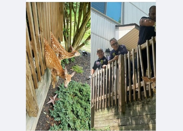 Parkville Deer Rescue 202407