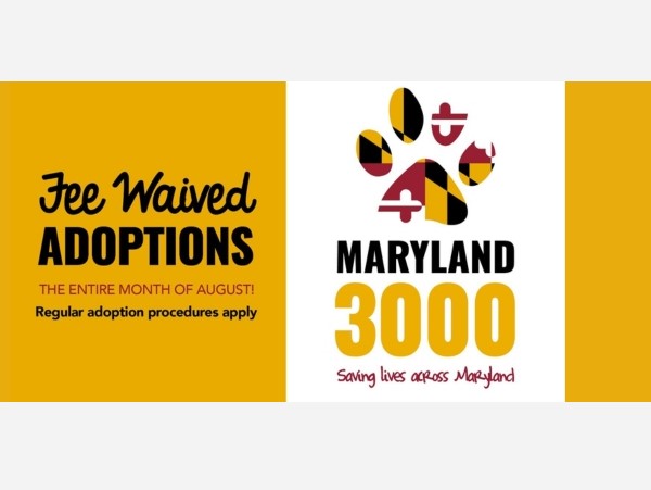 The Avenue White Marsh Maryland 3000 Pet Adoption 20240731