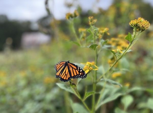 Monarch Butterfly on Milkweed