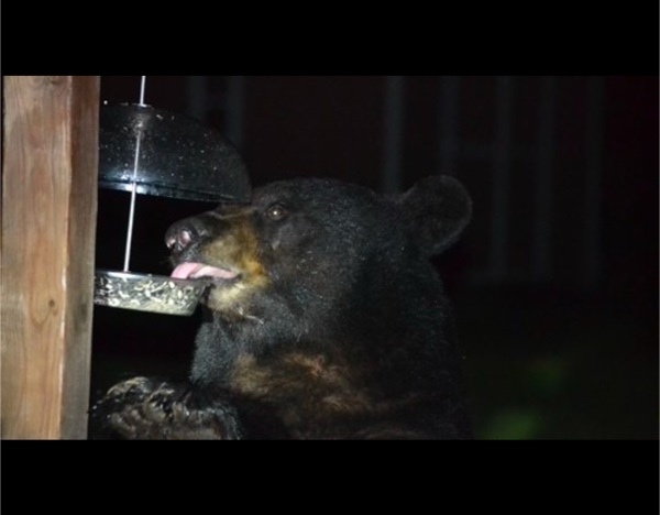Black Bear Bait Trap Hunting