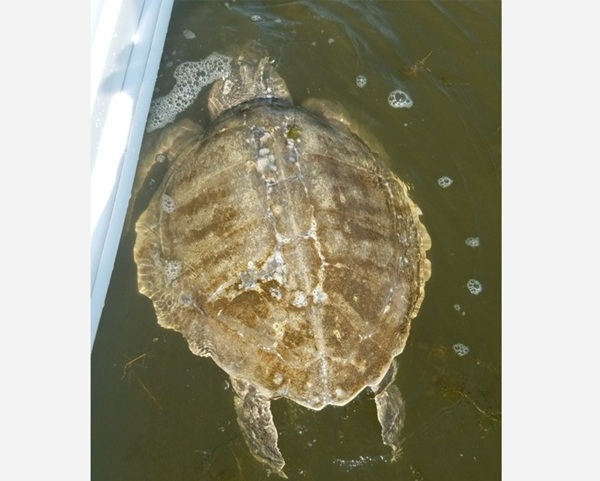 Sea Turtle Cold Stunning