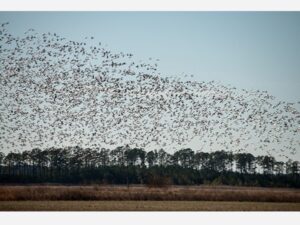 Snow Geese Maryland DNR