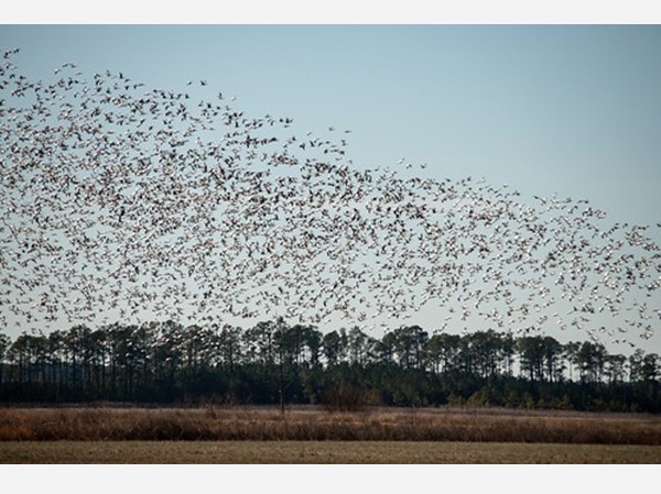 Snow Geese Maryland DNR