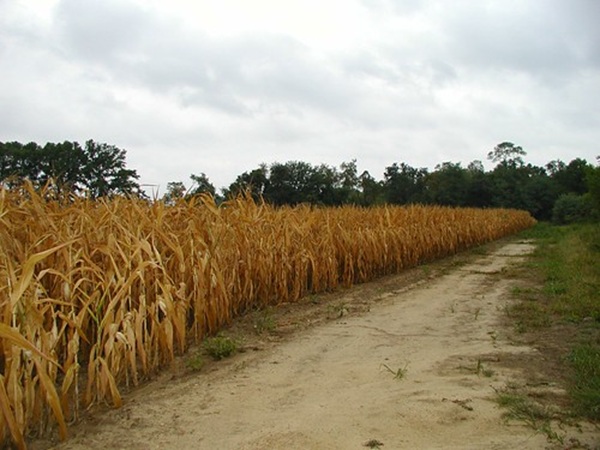 Foreman Branch Rural Legacy Area