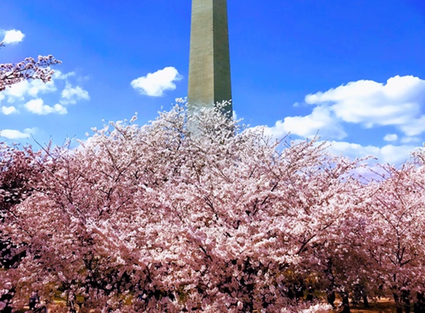 Washington DC Cherry Blossoms