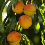 Fruit Peaches Garden