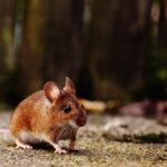 Mouse Rodent