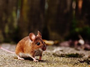 Mouse Rodent