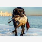 Hunting Retriever Josh Montgomery DNR Waterfowl Contest 2025
