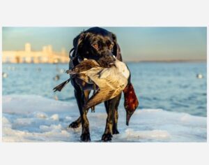 Hunting Retriever Josh Montgomery DNR Waterfowl Contest 2025