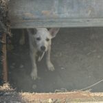 Joppa MD Dog Rescue Storm Drain 202507