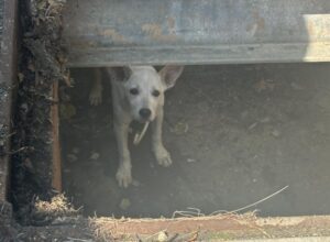 Joppa MD Dog Rescue Storm Drain 202507