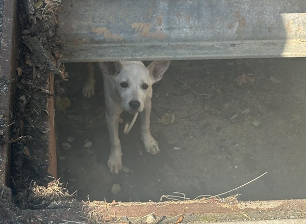Joppa MD Dog Rescue Storm Drain 202507